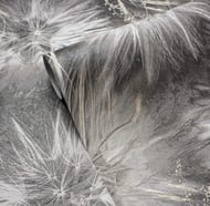 ���� ��������� �� ��������� Victoria Stenova Amazing 286819 (1,06�10,05) ���.����,�����-�����. (���)