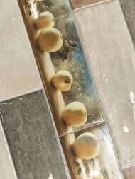 ������ ��������� KERAMA MARAZZI ������ (85�285) ������� ������� 9038 (��.�.)