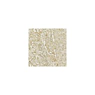  Atlas Concorde Force Ivory Bottone Lap (7272)  (.)