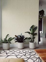     Solo Feerie (1,0610,00) ,  3504-7 (.)