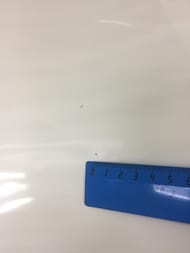������!���� (Edelform) ����� ��������� � �������� �������� (350�350�1610) ����: ������ �����