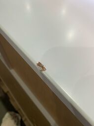 !  Papyrus Clarberg (3501330220) , 1 , :   PAP0535