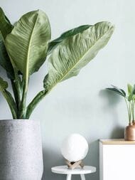 ���� ��������� �� ��������� Solo Feerie (1,06�10,00) ������-�������, ��������� 3502-5 (���.)