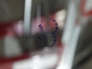 ������!*������� ��� ������ ������� Dubiel Vitrum ���� ��� (700�700) � ����� � �������������� �������