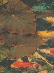 ���� ��������� �� ��������� Grandeco Wanderlust WL 2402 (0,53�10,05) ����, ������� (���.)